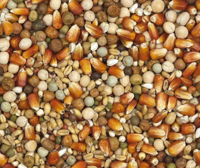 Van Robaeys - Vlucht Rode mais nr. 25, 25 KG